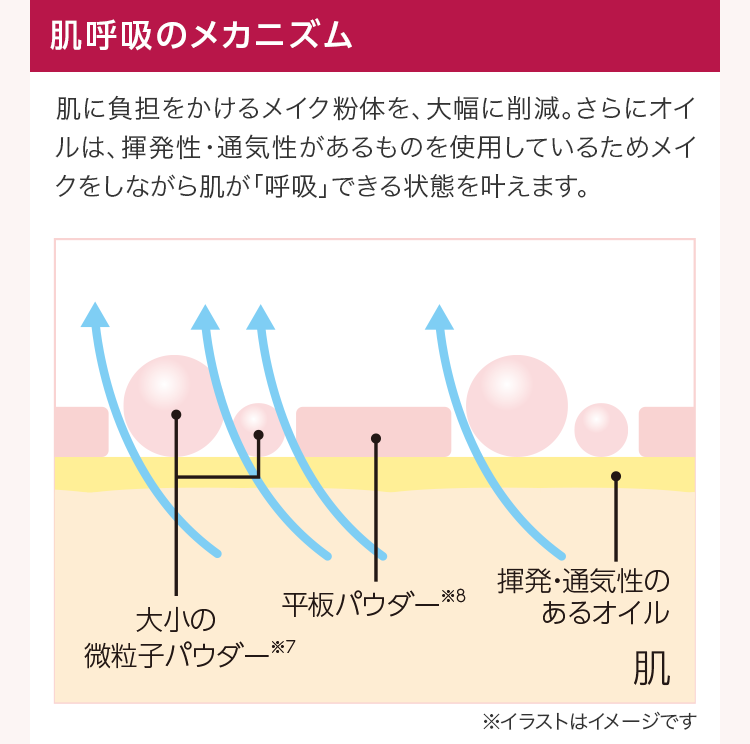 肌呼吸のメカニズム