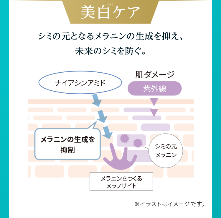 美白※1ケア シミの元となるメラニンの生成を抑え、未来のシミを防ぐ。 ※イラストはイメージです。